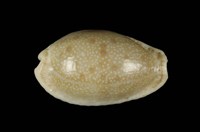 藏品(腰斑寶螺)的圖片